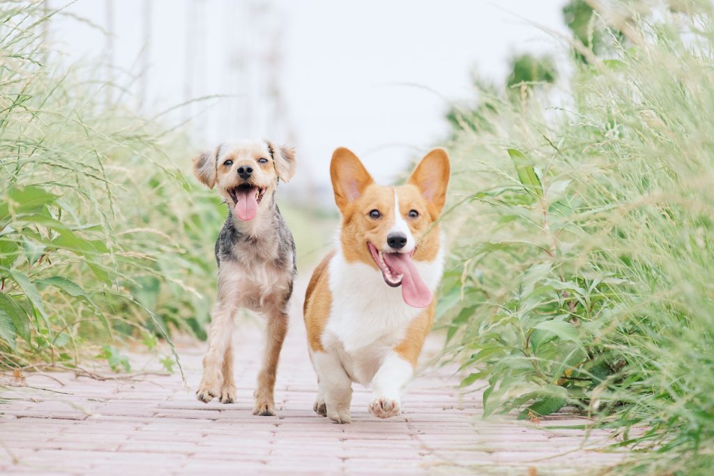 Zes manieren om te voorkomen dat je hond kwijt raakt