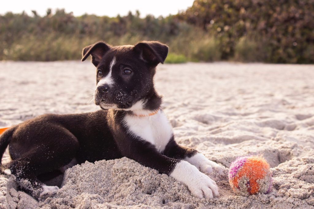 Kan ik mijn hond vertrouwen?