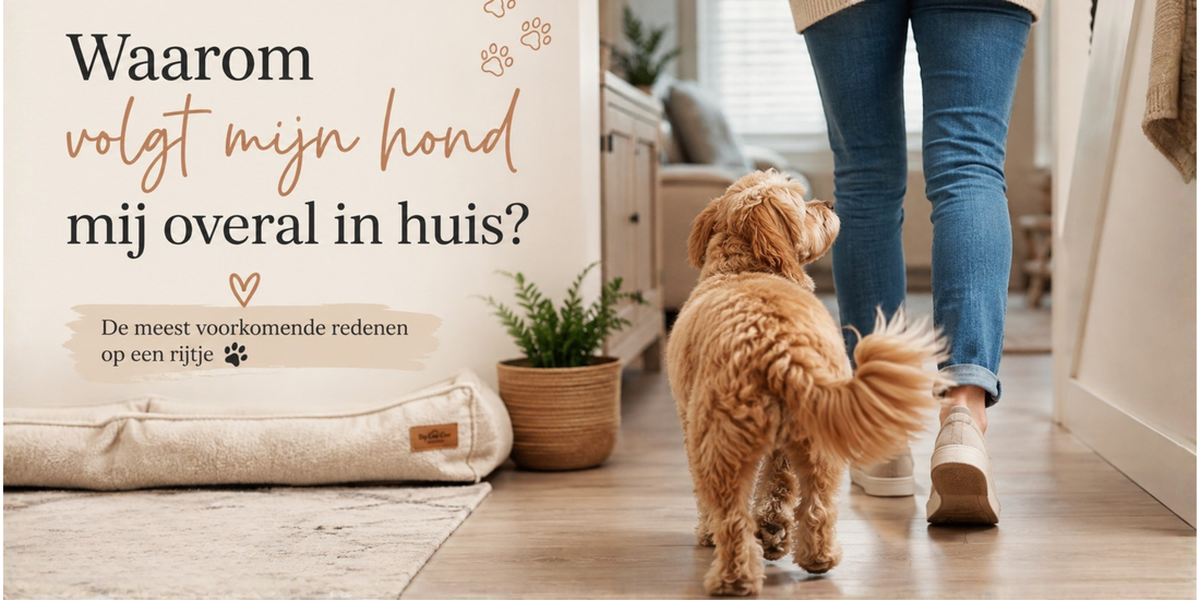 Waarom volgt mijn hond mij overal in huis?