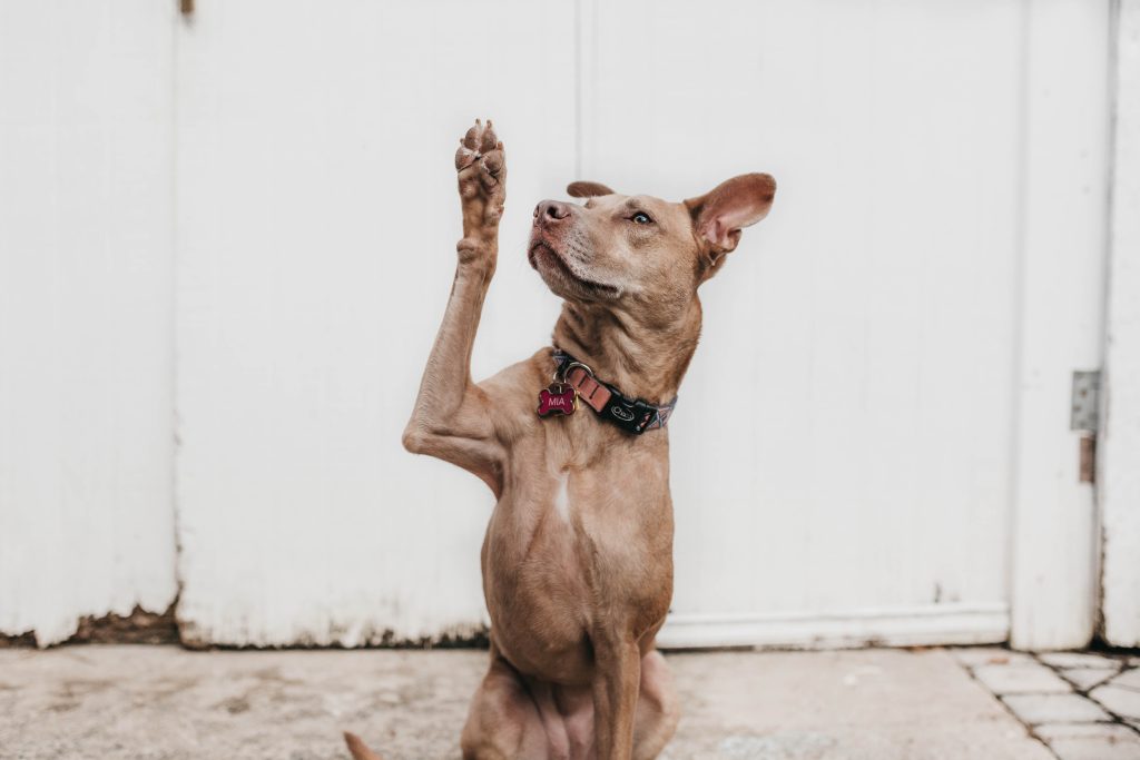 Hoe laat ik mijn hond stoppen met bedelen