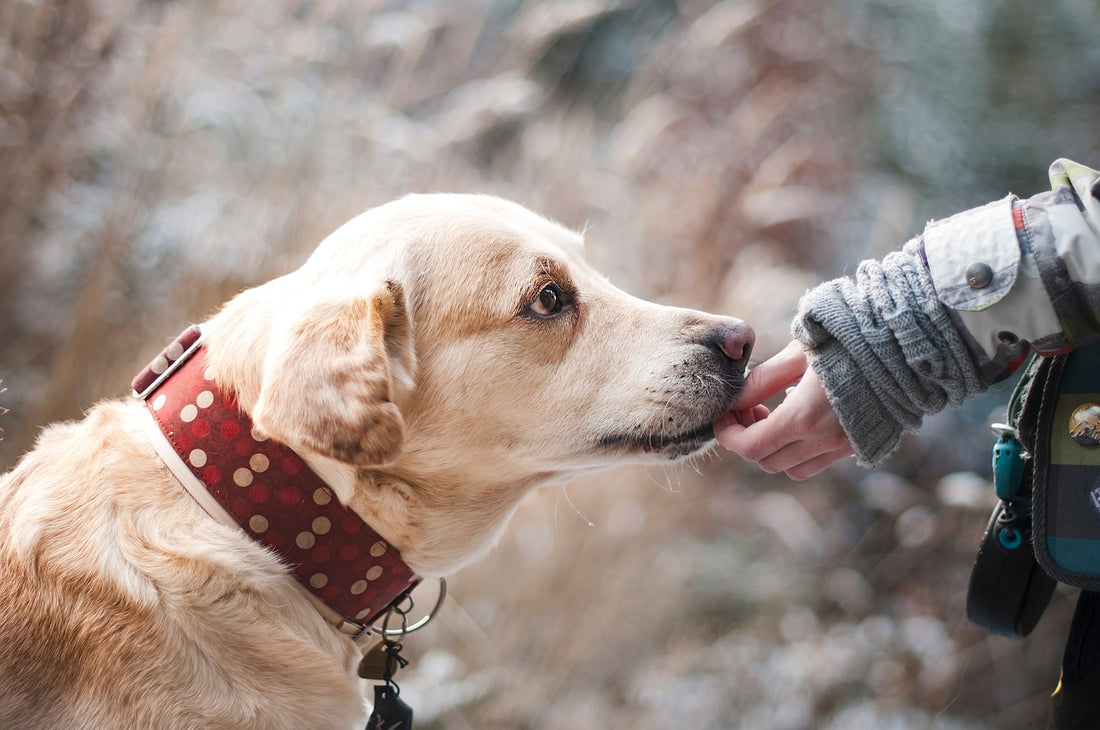 voordelen adopteren hond uit asiel