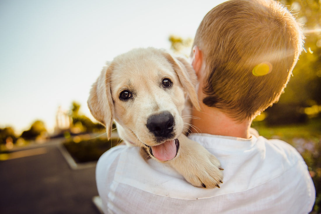 Tips voor het trainen van jouw puppy