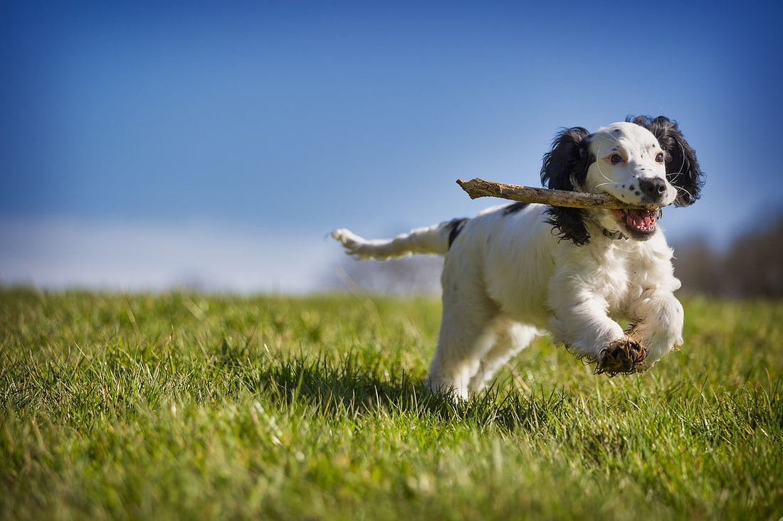 beweging bij honden