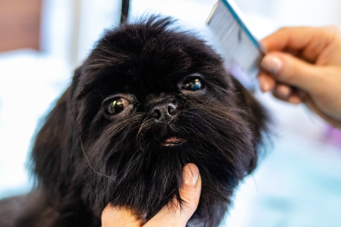 Hondenverzorging, het beschermen van jouw hond