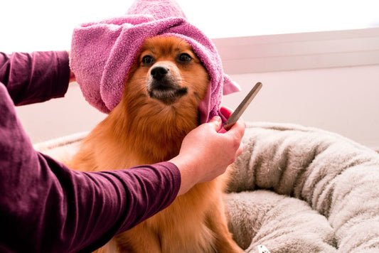 Nagels knippen van je hond