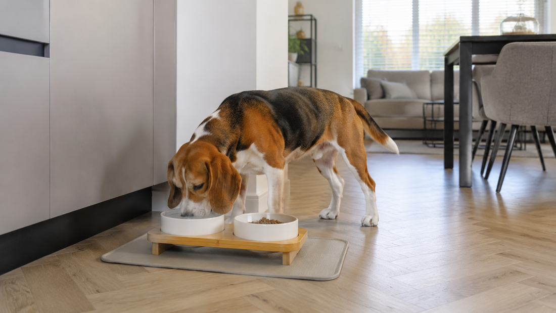 Beagle drinkt uit een witte keramische voerbak in een bamboe standaard