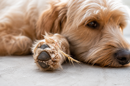 Grasaren bij honden: symptomen, gevaren en hoe je ze voorkomt