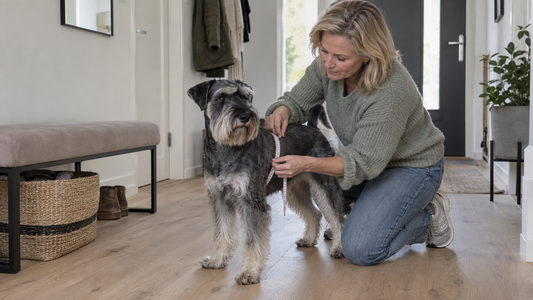Vrouw meet de borstomtrek van een schnauzer met een soepel meetlint
