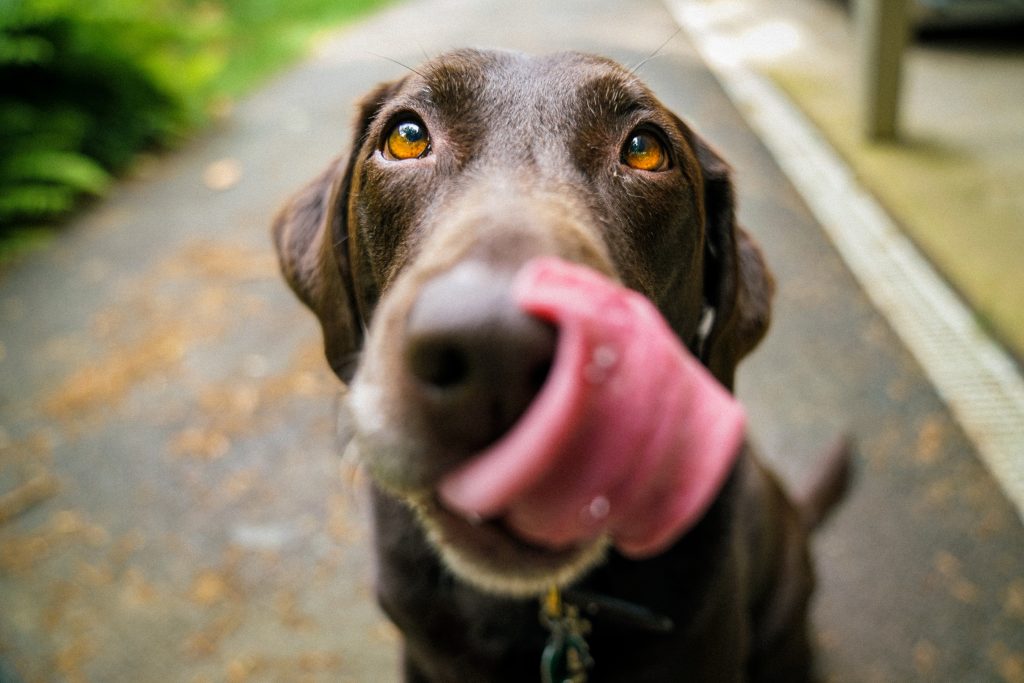 Mijn hond heeft chocolade gegeten, en nu?