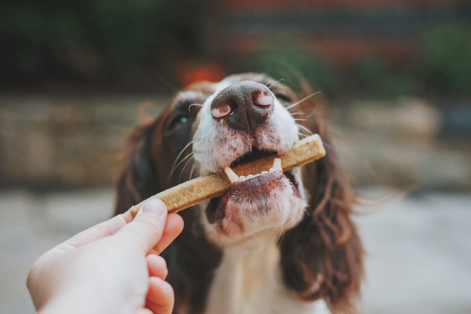 Hoe kan mijn hond afvallen?