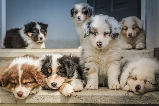 Verschillen tussen een puppy kopen of adopteren