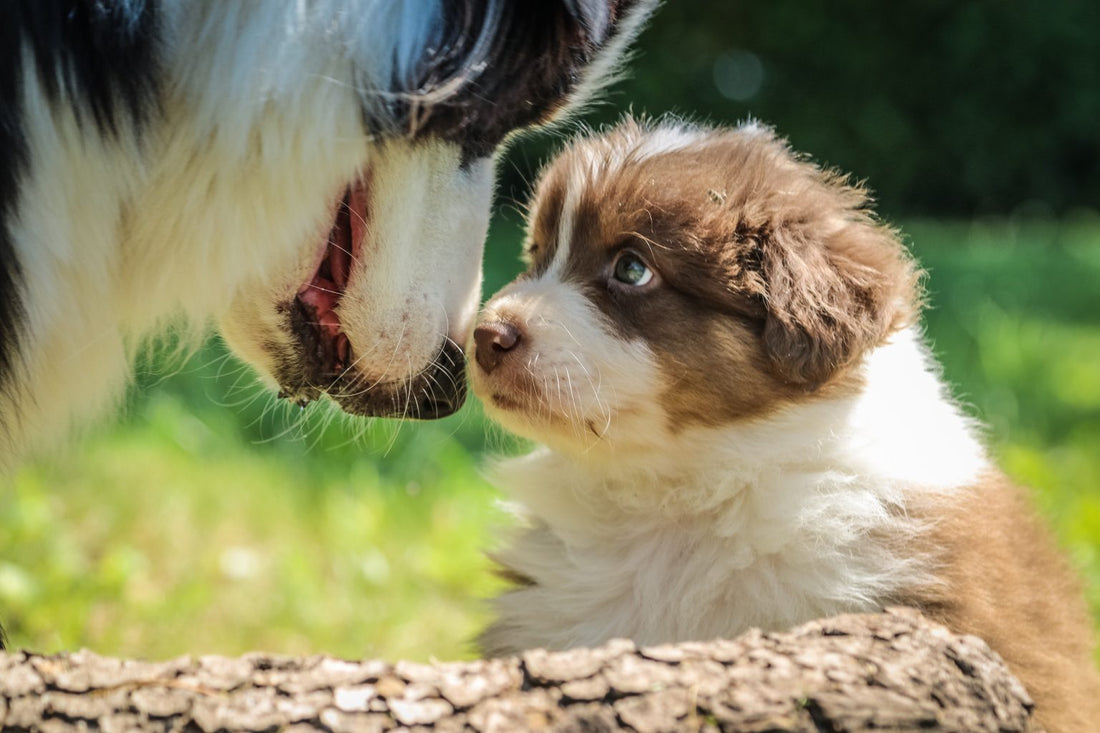 Welke symptomen zijn er voor dementie bij honden?