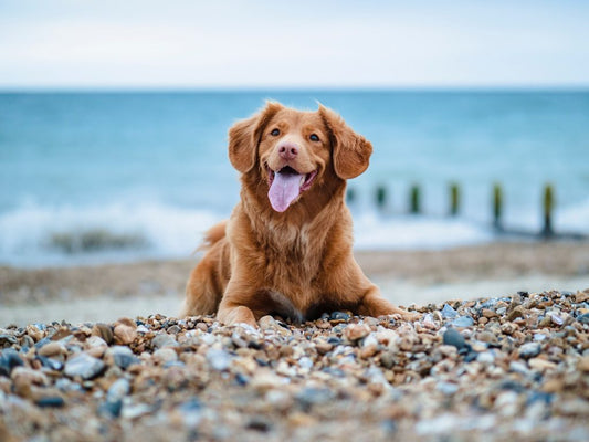 Hoe jij je hond zich laat gedragen in het openbaar