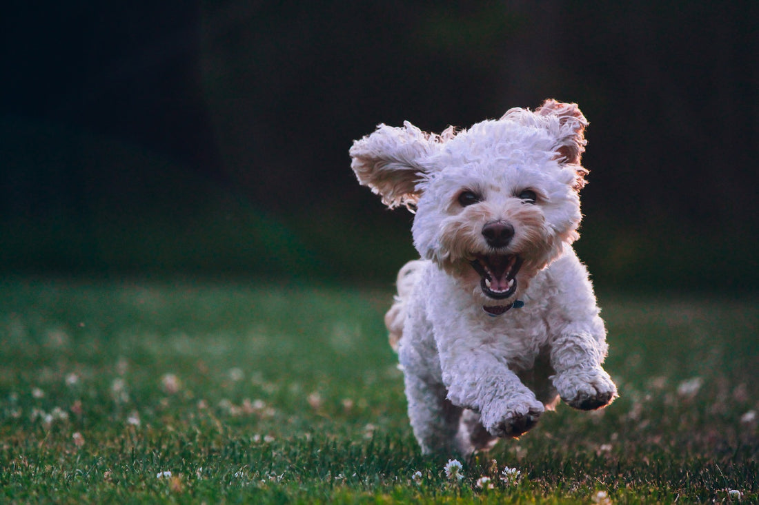 Hoe kan ik mijn hond laten stoppen met blaffen naar vreemden?