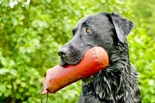 Hondensporten en activiteiten