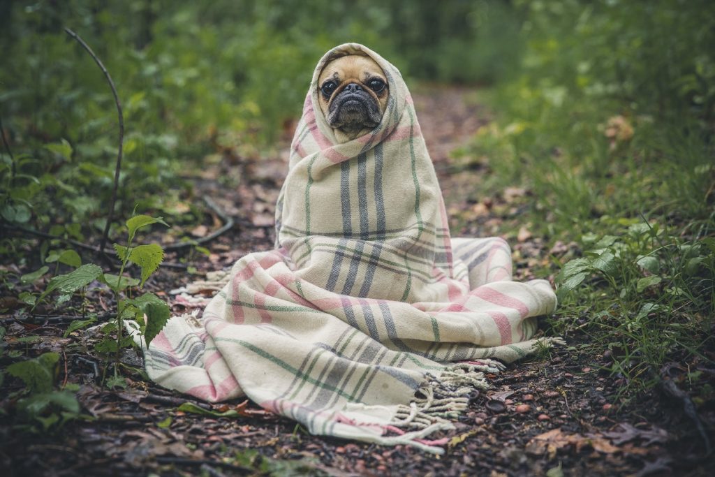 Ongewenst gedrag van je hond corrigeren