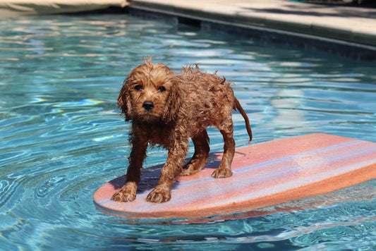 Hoe laat jij je hond wennen aan water?