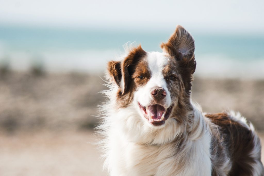 Hoe Poets Ik De Tanden Van Mijn Hond?