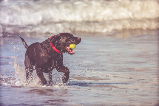 Vitaminen voor honden | De complete gids