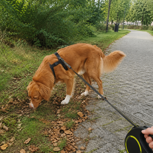 Nova Scotia Duck Tolling Retriever snuffelt aangelijnd langs een groen wandelpad