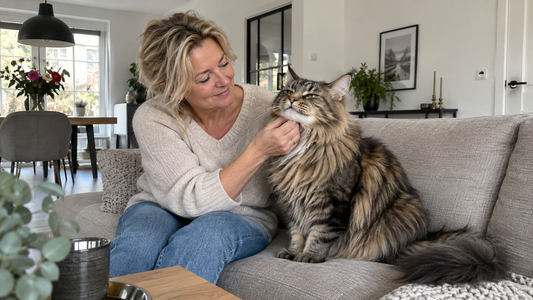 Vrouw aait een ontspannen Maine Coon op een bank in de woonkamer