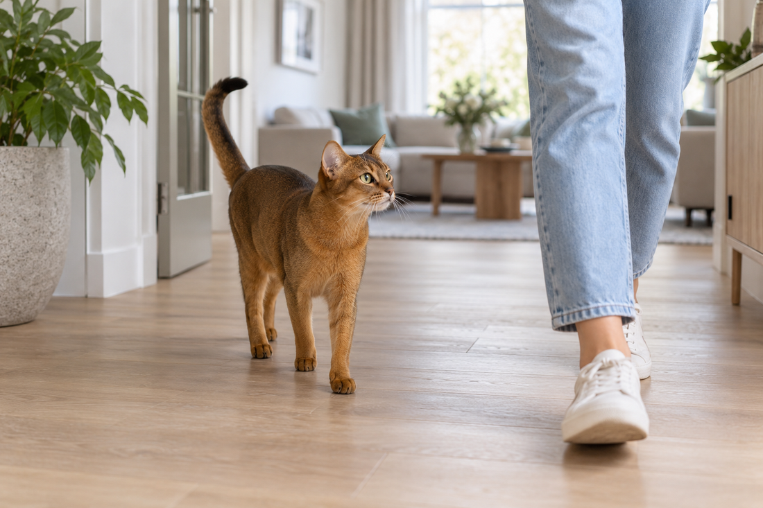 Abessijnse kat loopt ontspannen achter haar eigenaar door een lichte woonkamer