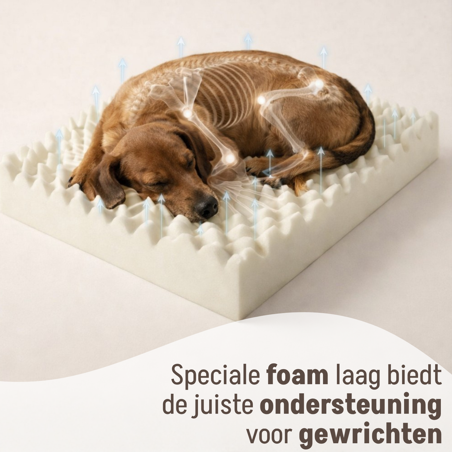 By Cee Cee Orthopedic Dog Bed