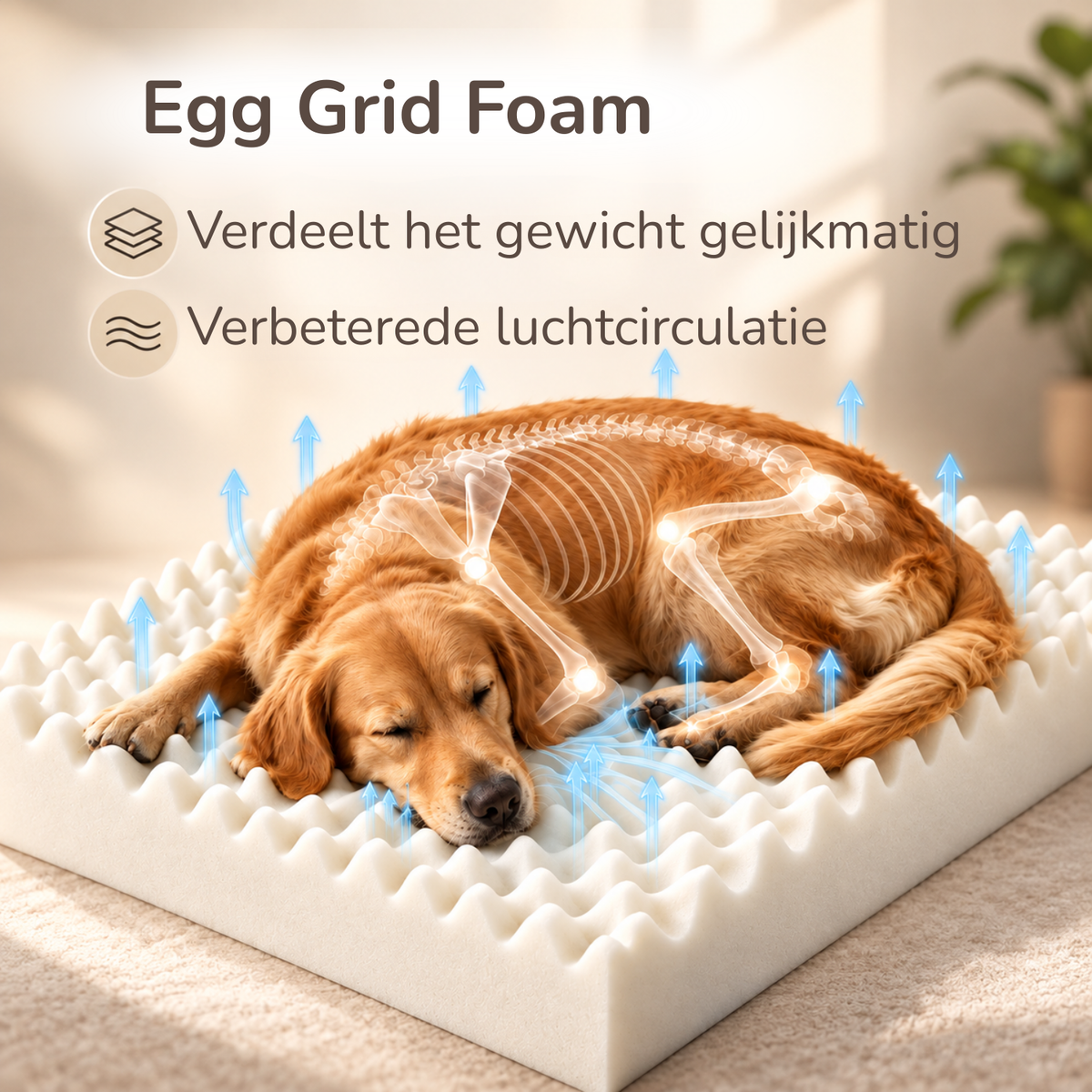 By Cee Cee Orthopädisches Hundebett